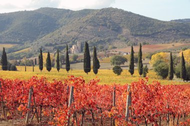 Landscape of tuscan vineyards in autumn, clipart