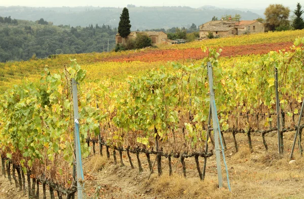 Casa na Toscana e vinhas — Fotografia de Stock