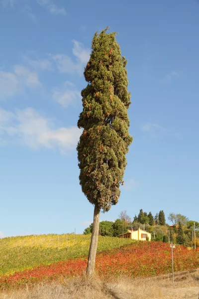 Cypress i toskanska landsbygden — Stockfoto