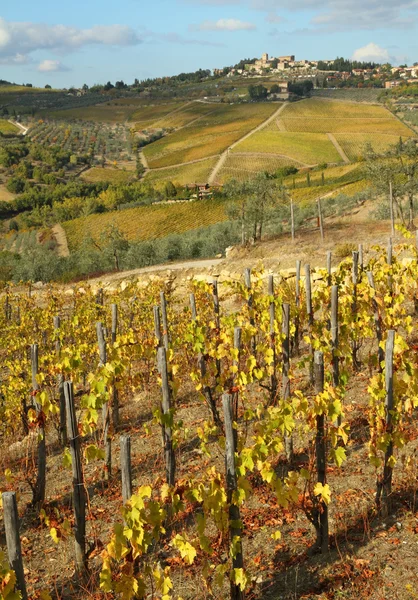 Winnice i wsi na wzgórzu — Zdjęcie stockowe