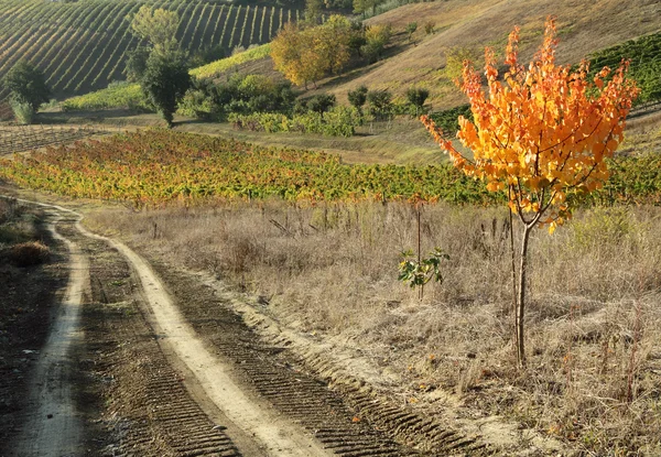 Caminho no campo da Toscana — Fotografia de Stock