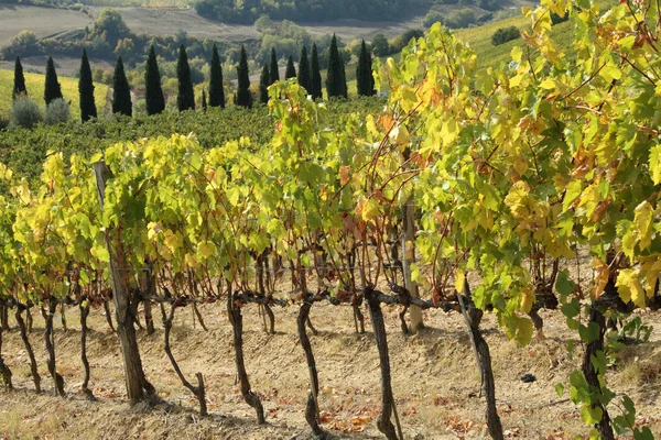 Tuscan vineyards — Stock Photo, Image