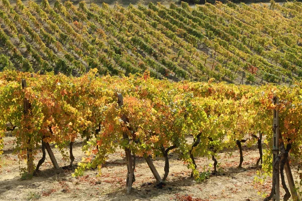 Autumnal vineyards — Stock Photo, Image