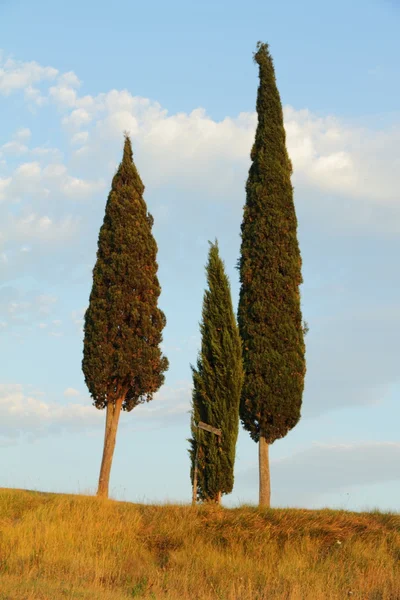 Grupa cyprysów w Toskanii — Zdjęcie stockowe