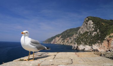 Saegull with view of mediterranean coast clipart