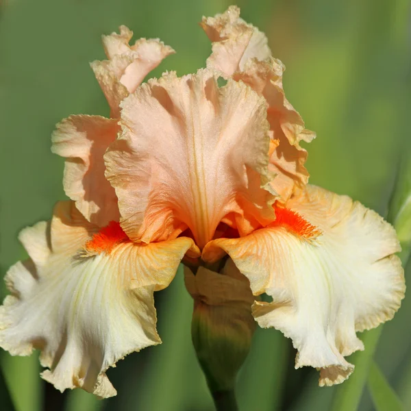 Skäggige iris — Stockfoto