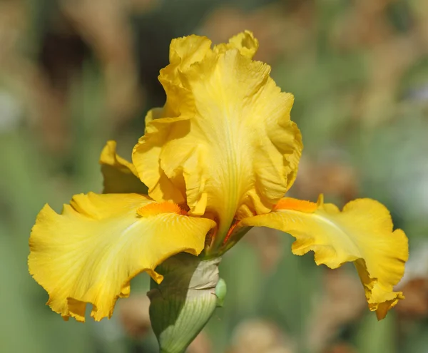 Iris barbudo amarillo —  Fotos de Stock