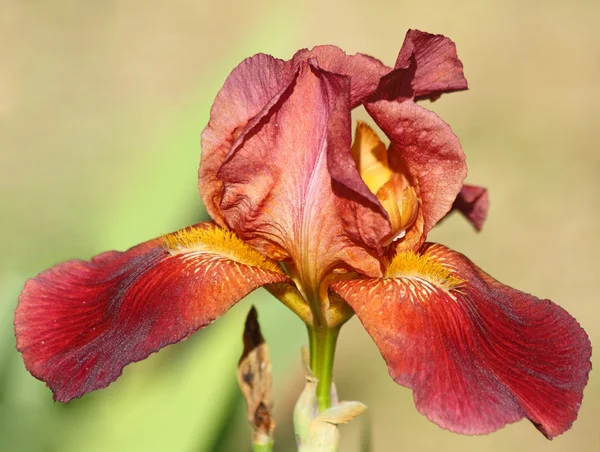 Iris barbuto rosso — Foto Stock