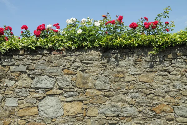 Кам'яна стіна з трояндами — стокове фото