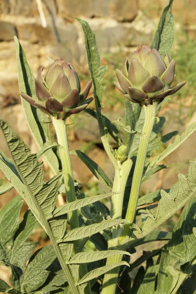 Growing artichoke — Stock Photo, Image