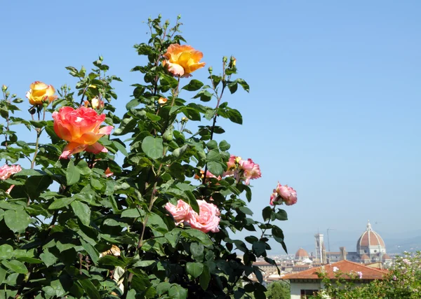 Roses in Italy — Stock Photo, Image