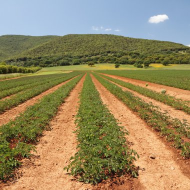 Landscape with tomato field in Italy clipart