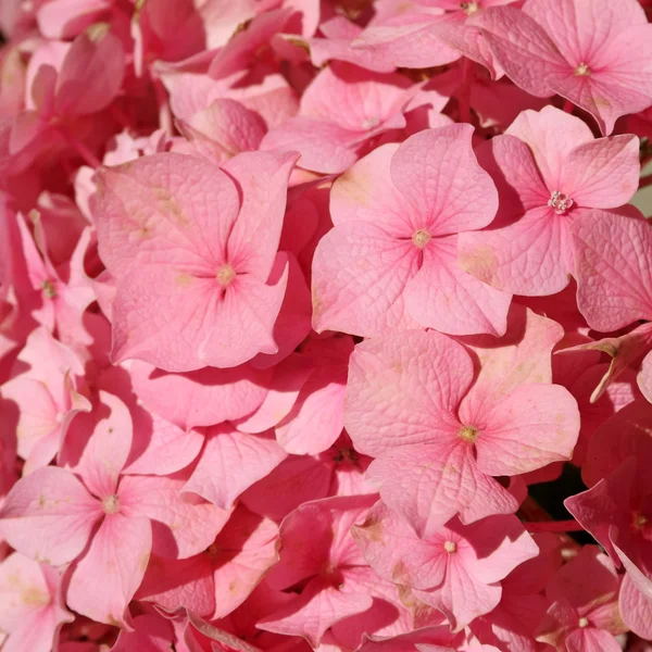 Hortensia azul - hortensia - flor: fotografía de stock © Malgorzata_Kistryn  #10620319 | Depositphotos