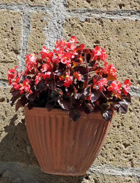 Red begonia in pot on wall, Tuscany — Stock Photo, Image