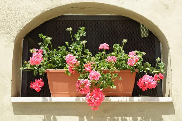 Geranium in box put in niche on wall — Stock Photo, Image