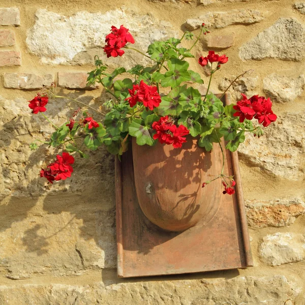 Gerânio vermelho em vaso rústico na parede de pedra — Fotografia de Stock