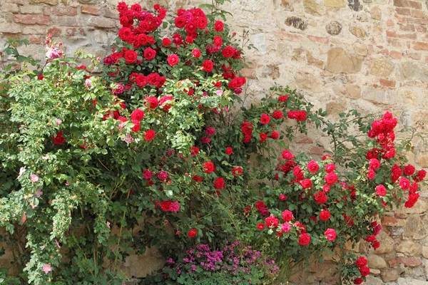 Floraison jardin rouge rose rampant — Photo