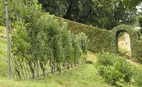 Shaped pear trees on trellis in italian orchard — Stock Photo, Image