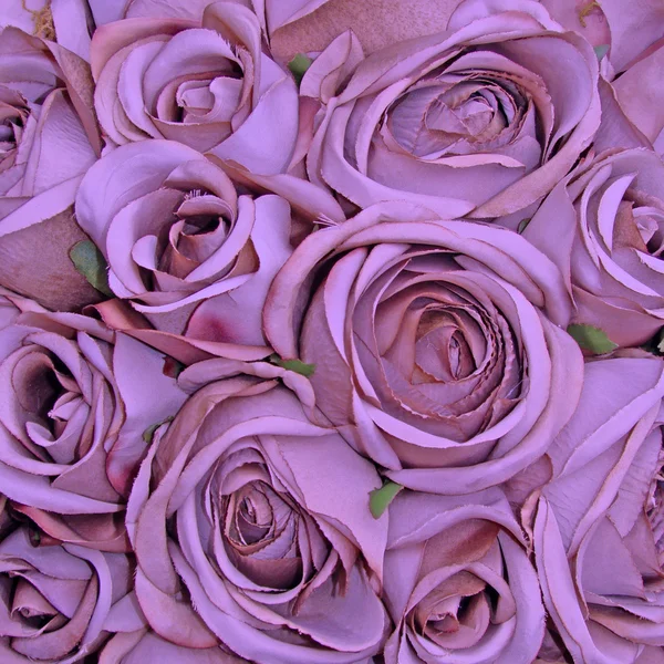 Fioletowy wzór róży — Zdjęcie stockowe