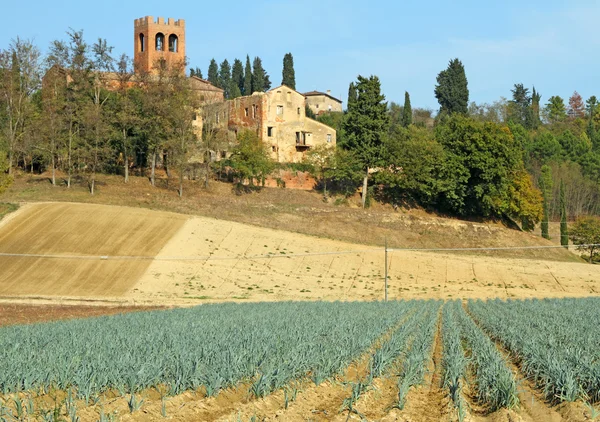 Champ de poireaux en Toscane en automne, Italie, Europe — Photo