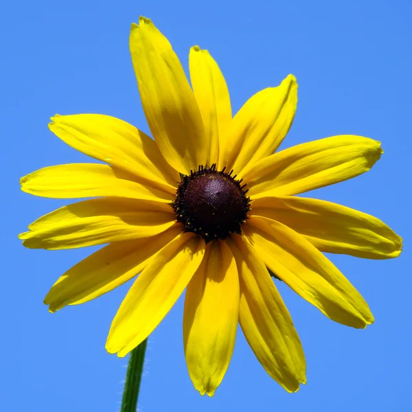 Rudbeckia çiçek — Stok fotoğraf