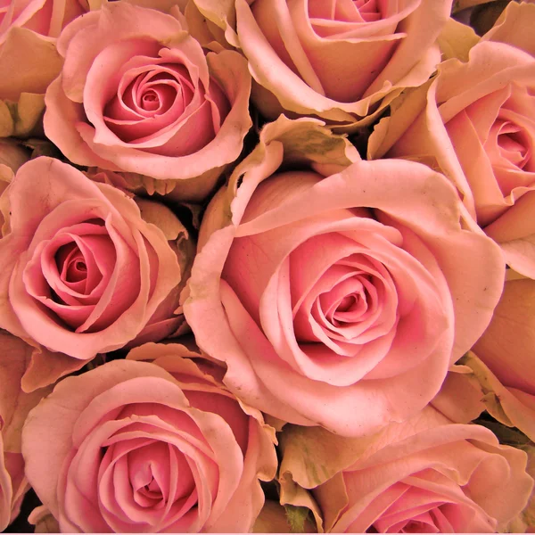 Rosas fundo — Fotografia de Stock