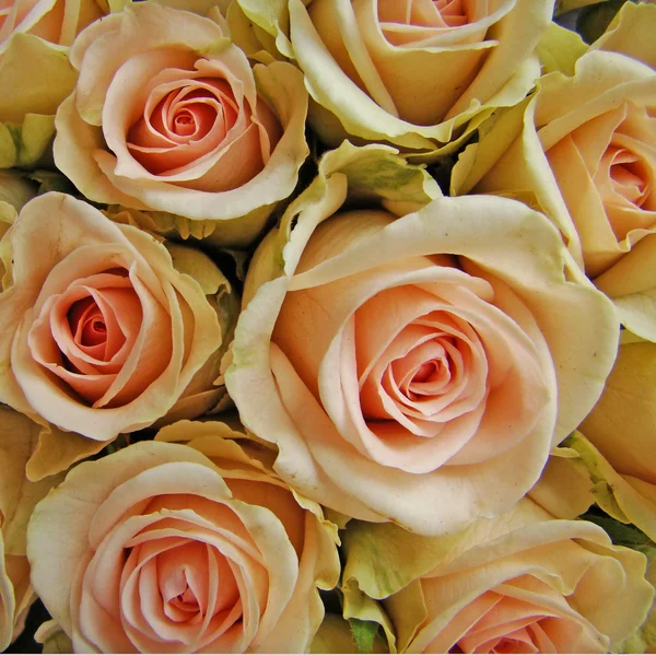 Bridal roses — Stock Photo, Image
