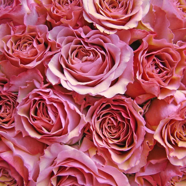 Свадебные розы — стоковое фото