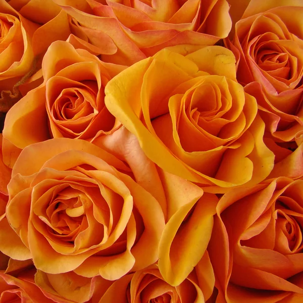 Rosas laranja — Fotografia de Stock