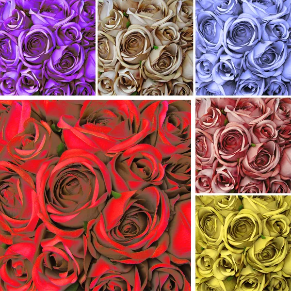 Koláž karta s mnoha barevnými růžemi — Stock fotografie