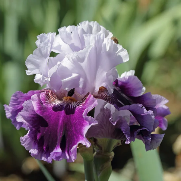 Ciemny i jasny fiolet brodaty iris — Zdjęcie stockowe