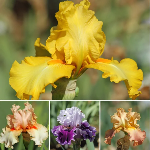 Kolaż z kolorowych brodaty iris — Zdjęcie stockowe