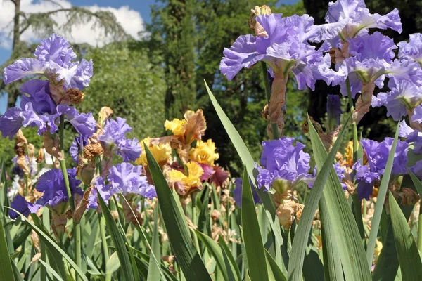 Цветы радужной оболочки в саду — стоковое фото