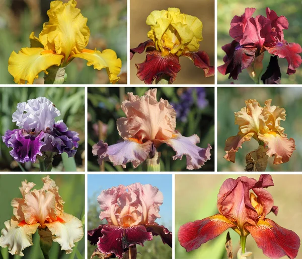 Renkli sakallı iris çiçek koleksiyonu — Stok fotoğraf