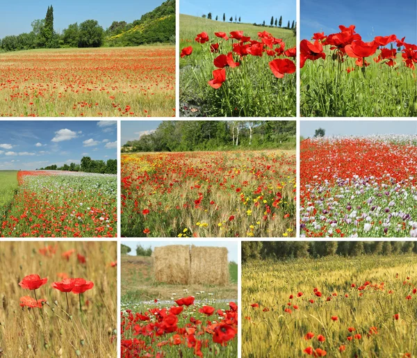 Collage med landsbygdens landskap under våren i Italien — Stockfoto