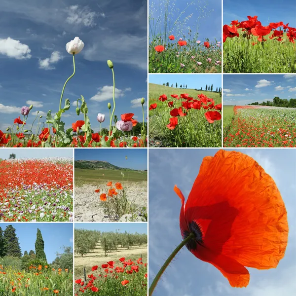 Collage with poppies on fields and sky, Italy — Stock Photo, Image