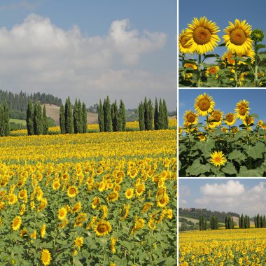 Collage with flowering sunflowers filed clipart