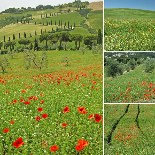 Collage med berömda toskanska landskapet — Stockfoto