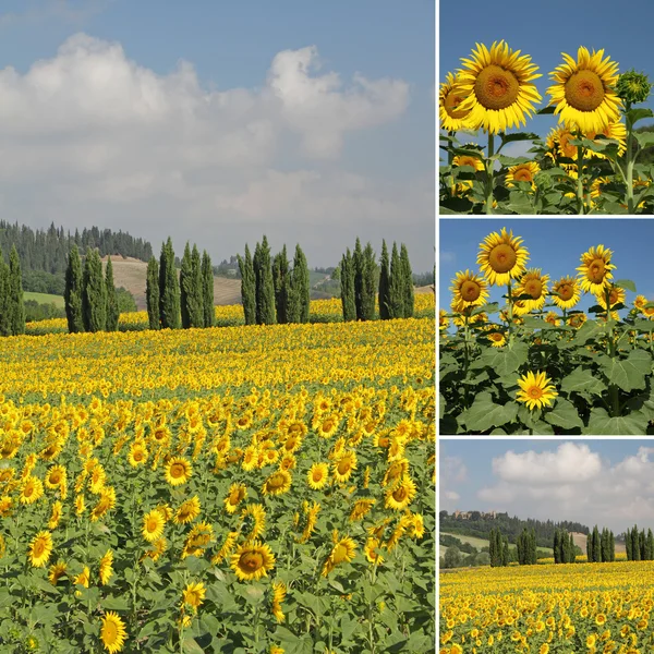 Collage with flowering sunflowers filed — Stock Photo, Image