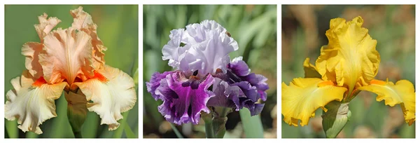 Conjunto de flores de iris barbudo —  Fotos de Stock