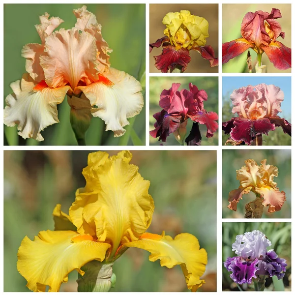 Collage met baard iris bloemen — Stockfoto