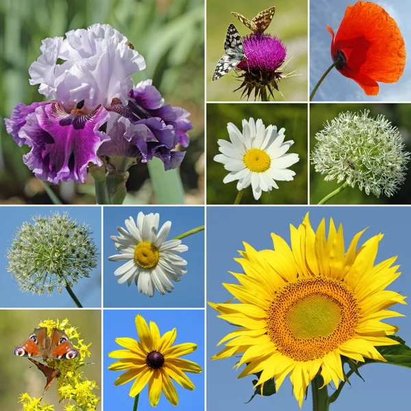 Collage con flores rurales —  Fotos de Stock