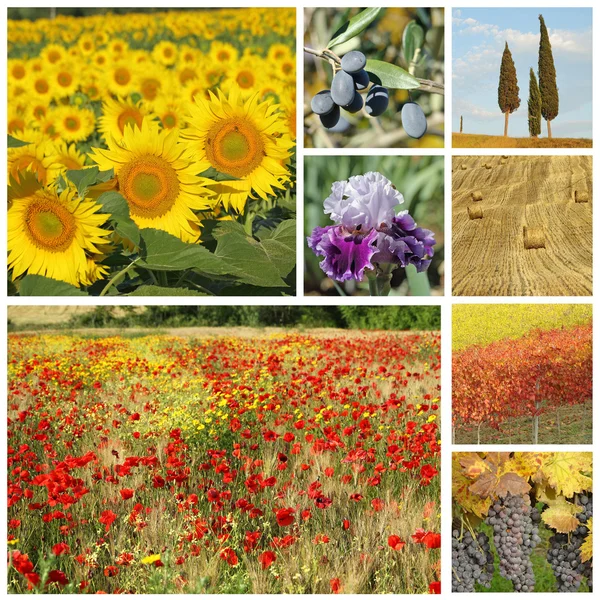 Collage con flora toscana, Italia, Europa — Foto Stock