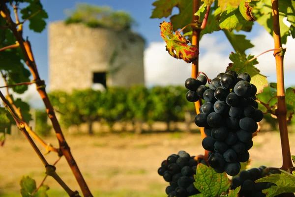 Druiven en middeleeuwse toren — Stockfoto