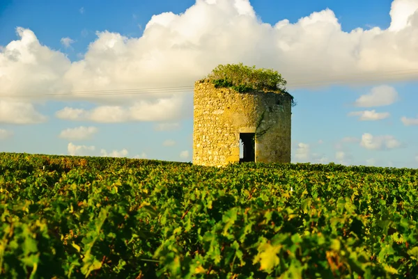 Oude verwoeste stenen middeleeuwse toren in wijngaard in de regio Medoc, Frankrijk — Stockfoto