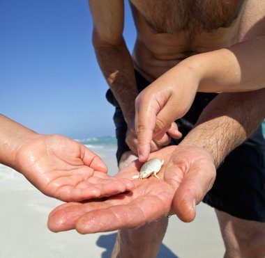 Catching Sand Fleas (Mole Crab) for Bait at the Beach clipart