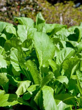 Mustard Greens in the Winter Garden clipart