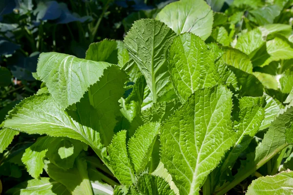 stock image Mustard Greens in the Winter Garden