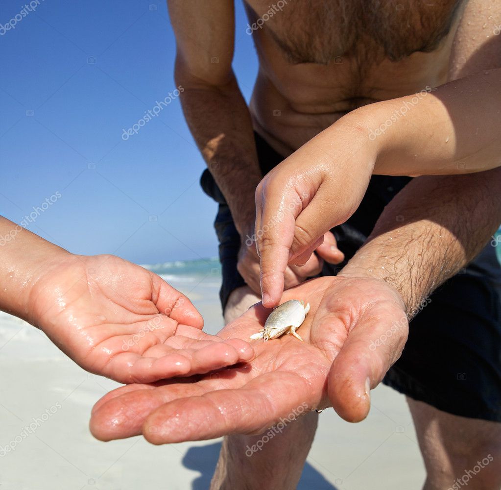 Catching Sand Fleas (Mole Crab) for Bait at the Beach Stock Photo
