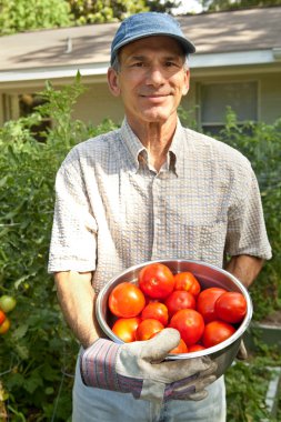 Smiling man picking tomatoes in his garden. clipart